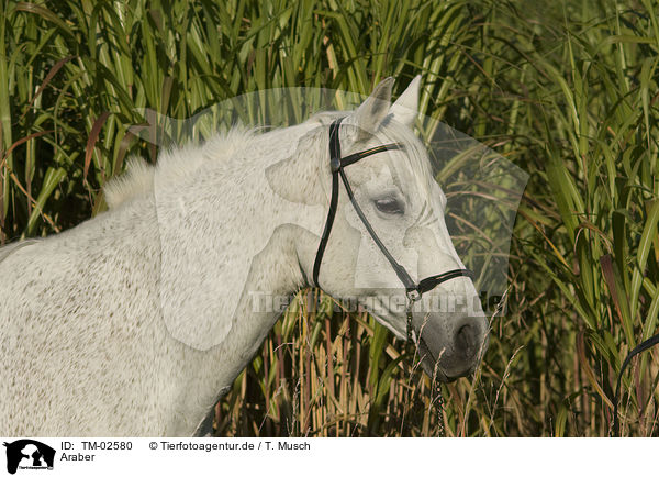 Araber / arabian horse / TM-02580