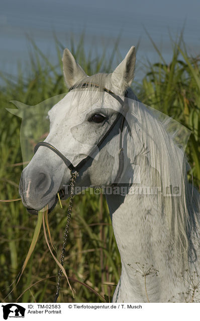 Araber Portrait / arabian horse portrait / TM-02583