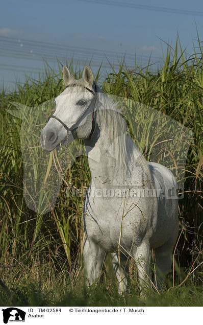 Araber / arabian horse / TM-02584