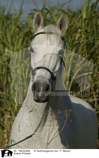 Araber Portrait / arabian horse portrait / TM-02588