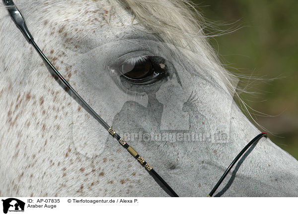 Araber Auge / arabian horse eye / AP-07835
