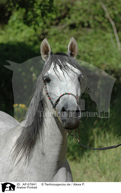 Araber Portrait / arabian horse portrait / AP-07841