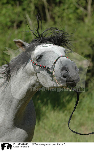 Araber Portrait / arabian horse portrait / AP-07843