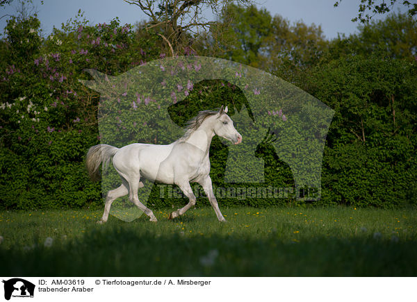 trabender Araber / trotting arabian horse / AM-03619