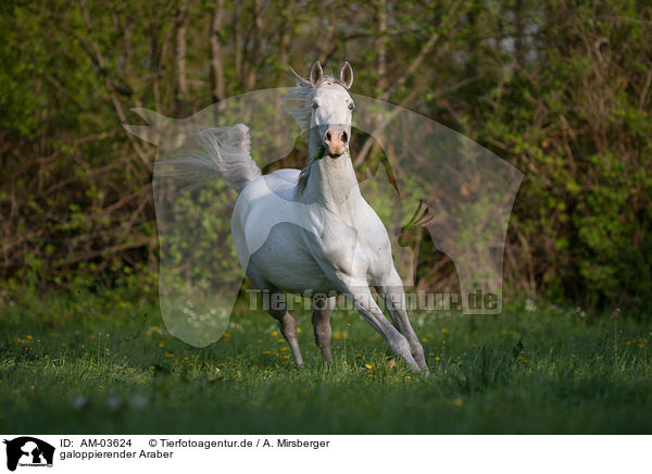 galoppierender Araber / galloping arabian horse / AM-03624