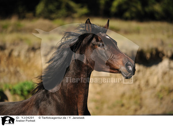 Araber Portrait / arabian horse potrait / YJ-04291