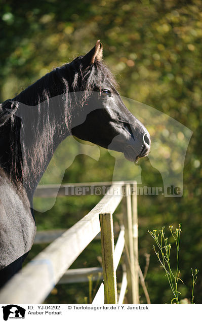 Araber Portrait / arabian horse potrait / YJ-04292