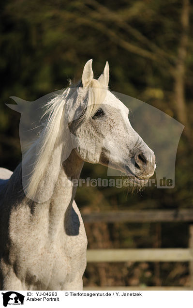 Araber Portrait / arabian horse potrait / YJ-04293