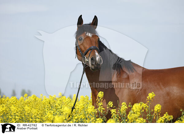 Araber Portrait / arabian horse portrait / RR-42782