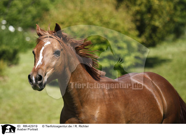 Araber Portrait / arabian horse portrait / RR-42919