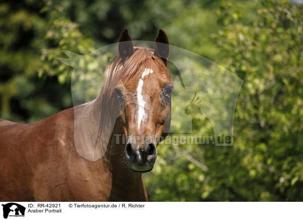 Araber Portrait / arabian horse portrait / RR-42921