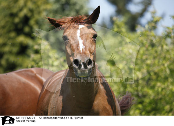 Araber Portrait / arabian horse portrait / RR-42924
