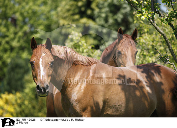 2 Pferde / 2 horses / RR-42928