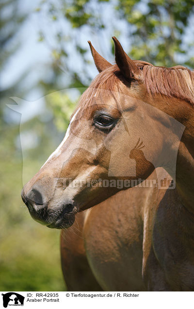 Araber Portrait / arabian horse portrait / RR-42935