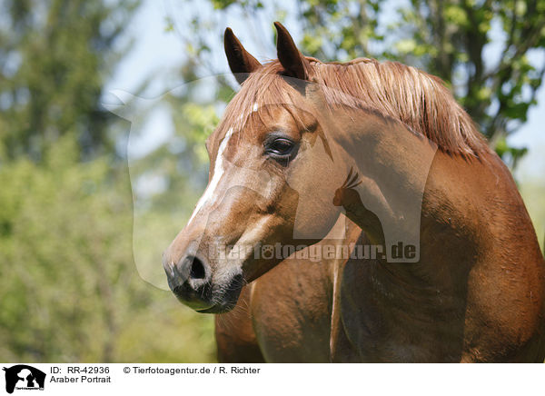 Araber Portrait / arabian horse portrait / RR-42936