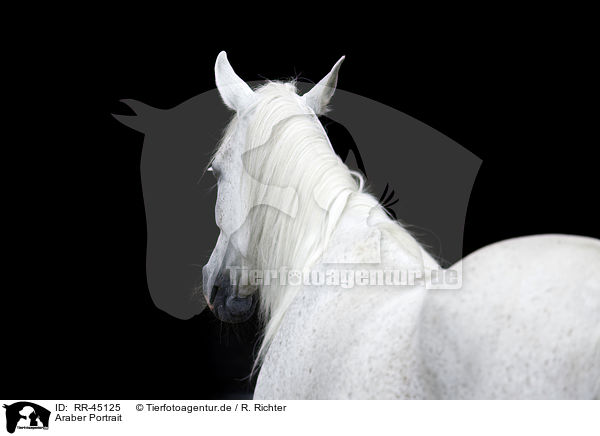 Araber Portrait / arabian horse portrait / RR-45125
