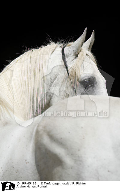 Araber Hengst Portrait / arabian horse portrait / RR-45139