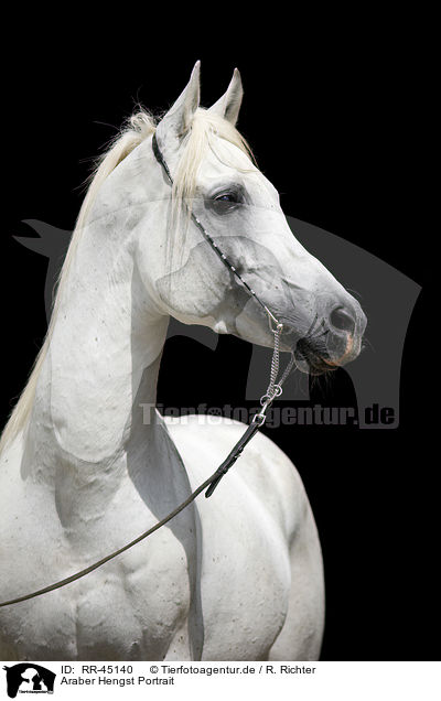 Araber Hengst Portrait / arabian horse portrait / RR-45140