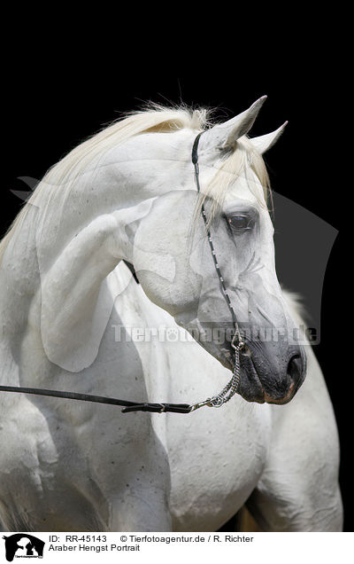 Araber Hengst Portrait / arabian horse portrait / RR-45143