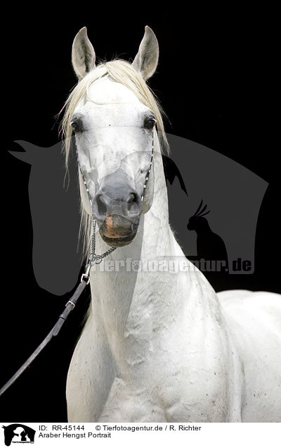 Araber Hengst Portrait / arabian horse portrait / RR-45144