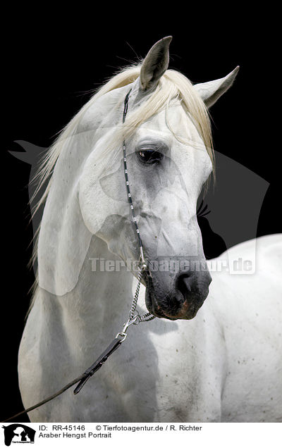 Araber Hengst Portrait / arabian horse portrait / RR-45146