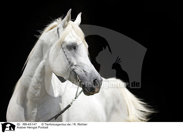 Araber Hengst Portrait / arabian horse portrait / RR-45147