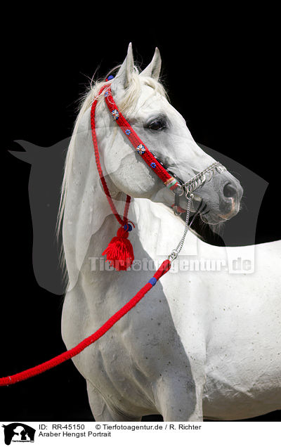 Araber Hengst Portrait / arabian horse portrait / RR-45150