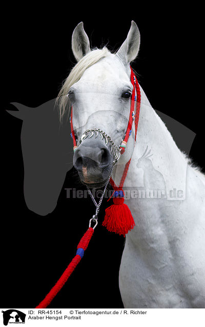 Araber Hengst Portrait / arabian horse portrait / RR-45154