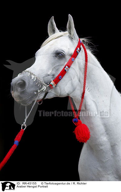 Araber Hengst Portrait / arabian horse portrait / RR-45155