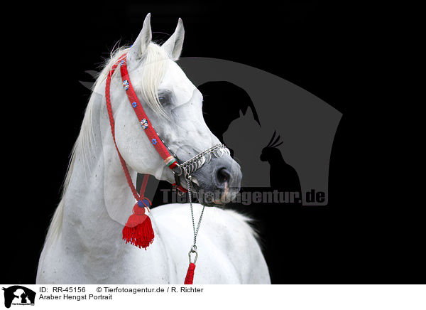 Araber Hengst Portrait / arabian horse portrait / RR-45156