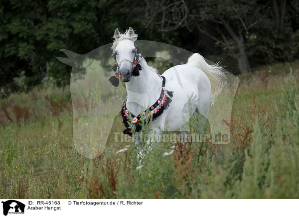 Araber Hengst / arabian horse / RR-45168