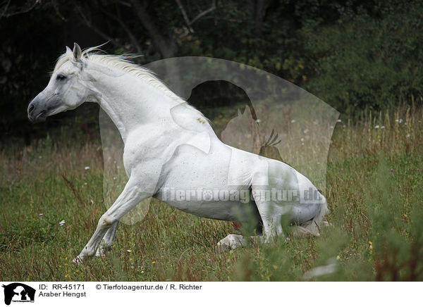 Araber Hengst / arabian horse / RR-45171