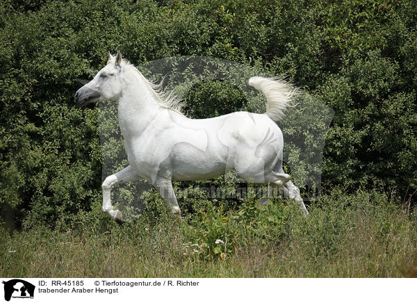 trabender Araber Hengst / trotting arabian horse / RR-45185