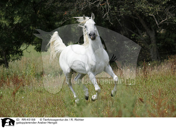galoppierender Araber Hengst / galloping arabian horse / RR-45188