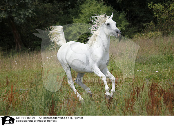 galoppierender Araber Hengst / galloping arabian horse / RR-45189