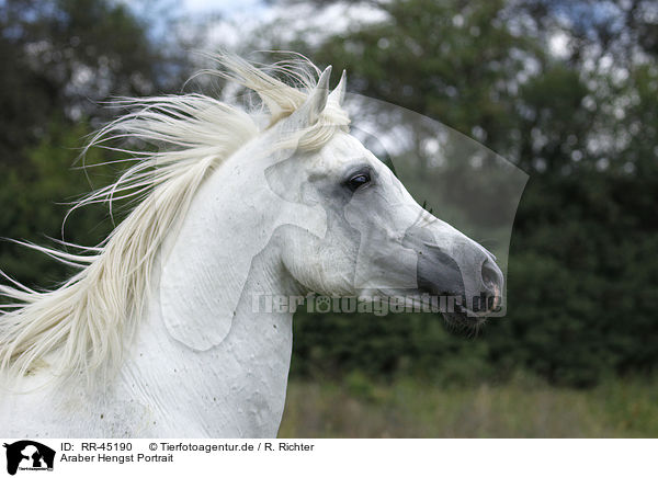 Araber Hengst Portrait / arabian horse portrait / RR-45190