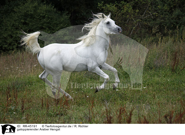galoppierender Araber Hengst / galloping arabian horse / RR-45191