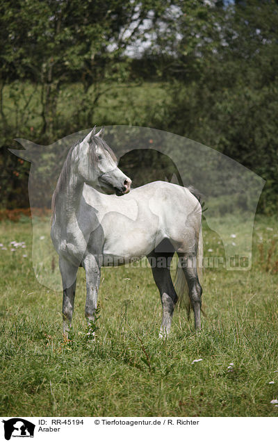Araber / arabian horse / RR-45194