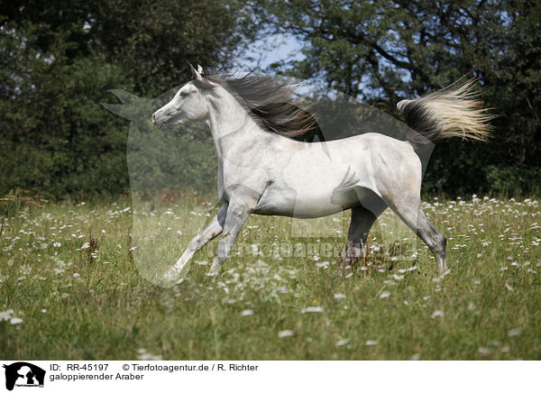 galoppierender Araber / galloping arabian horse / RR-45197