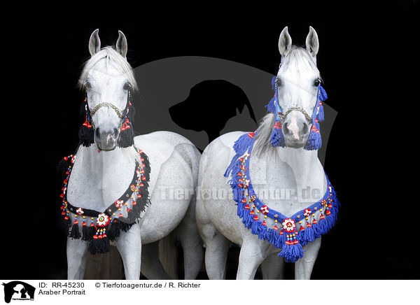 Araber Portrait / arabian horse portrait / RR-45230