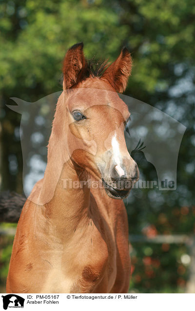 Araber Fohlen / arabian horse foal / PM-05167