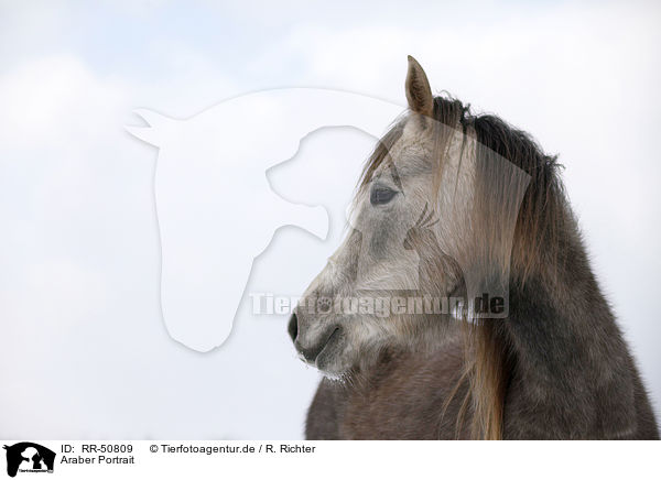 Araber Portrait / Arabian Horse Portrait / RR-50809