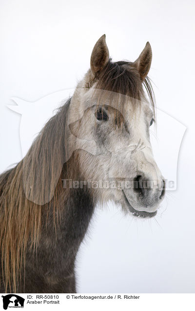 Araber Portrait / Arabian Horse Portrait / RR-50810