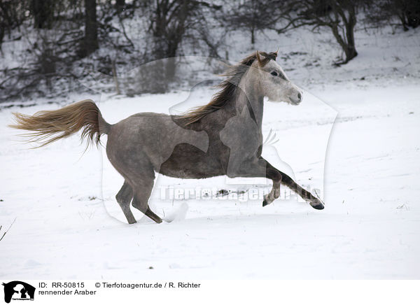 rennender Araber / running arabian horse / RR-50815