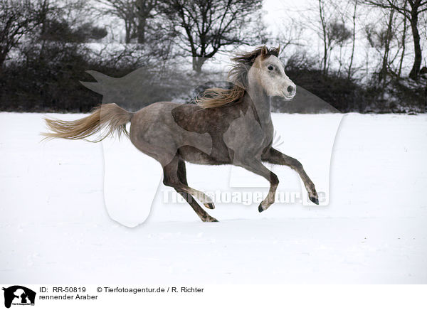 rennender Araber / running arabian horse / RR-50819