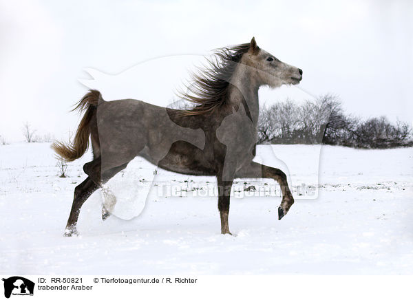 trabender Araber / running arabian horse / RR-50821