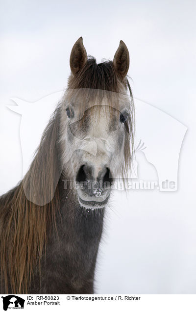 Araber Portrait / Arabian Horse Portrait / RR-50823