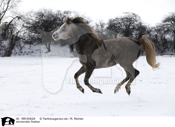 rennender Araber / running arabian horse / RR-50826