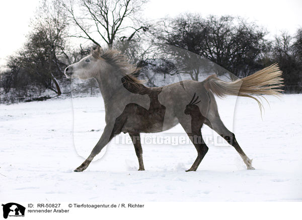 rennender Araber / running arabian horse / RR-50827