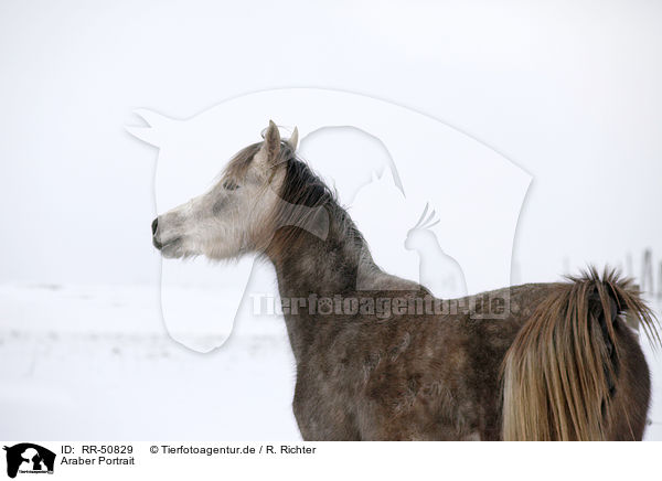 Araber Portrait / Arabian Horse Portrait / RR-50829
